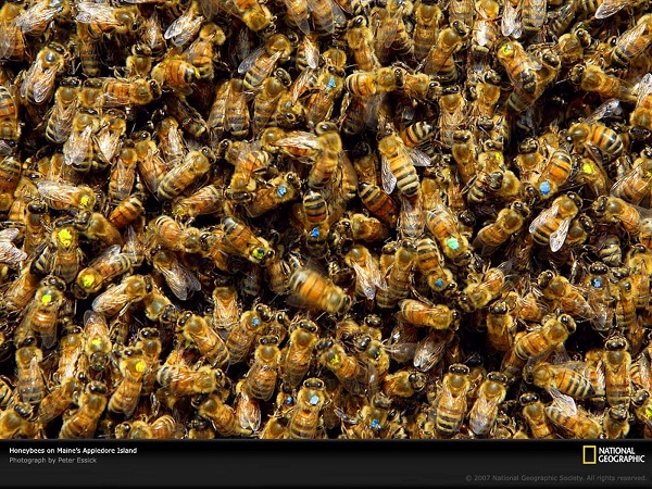 این تصاویر زیبا را ببینید!