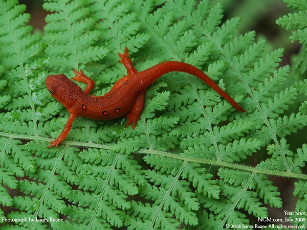 از نشنال جئوگرافیک(عکس)