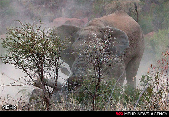 نبرد فیل و کرگدن (عکس)