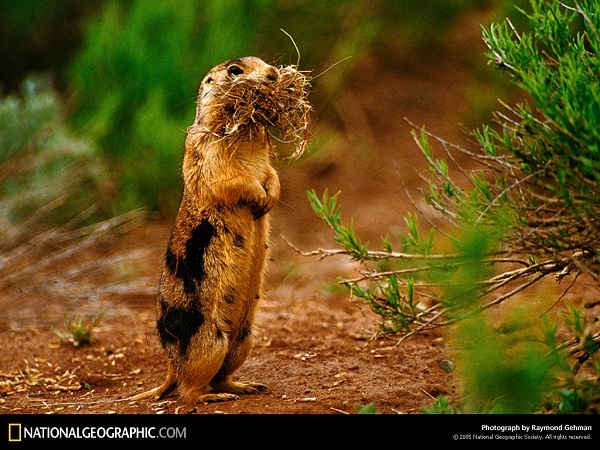 دنیای حیوانات(عکس)