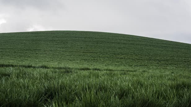 تولید سوخت هیدروژن از علف! تولید سوخت هیدروژن از علف!