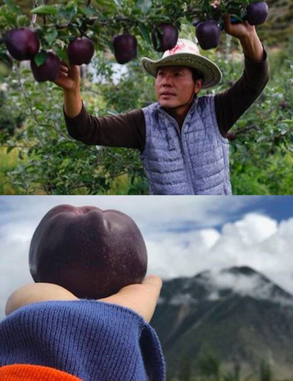 سیبی که لقب الماس سیاه گرفت (عکس)