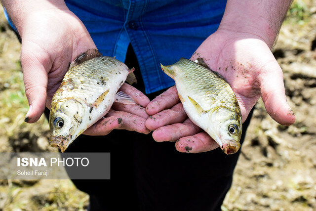 &zwnj;کاهش ذخایر آبزیان به دلیل تخریب زیستگاه&zwnj;های طبیعی