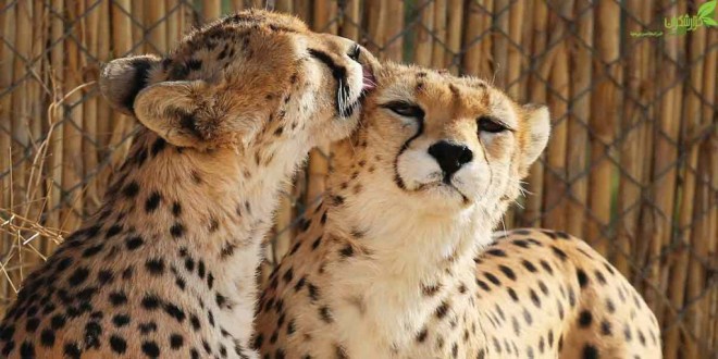 جدایی یوز «كوشكی» از «دلبر» جدایی یوز «كوشكی» از «دلبر»