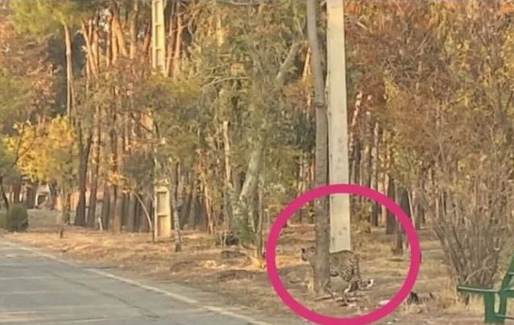 حمله پلنگ سرخه‌حصار به گربه‌ها و سگ‌ها!/ خطری متوجه شهروندان نیست