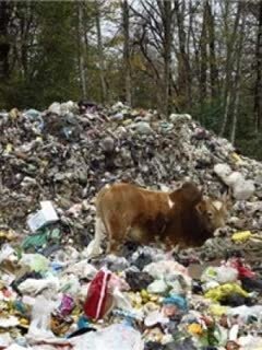 حال مازندران خوب نیست/ فاجعه زیست محیطی